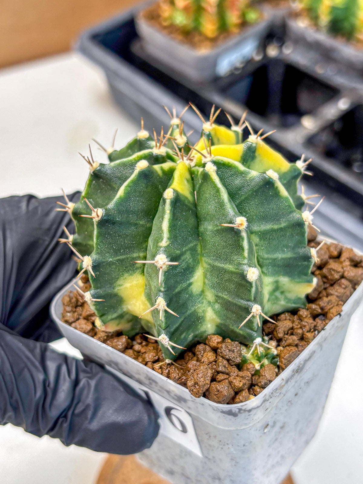 Gymnocalycium Shine (gy19) (16) | Rare Hybrid cactus