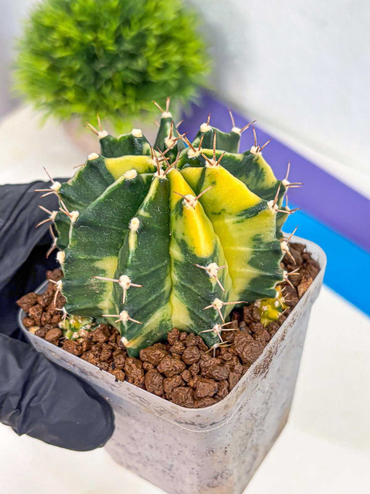 Gymnocalycium Shine (gy19) (16) | Rare Hybrid cactus