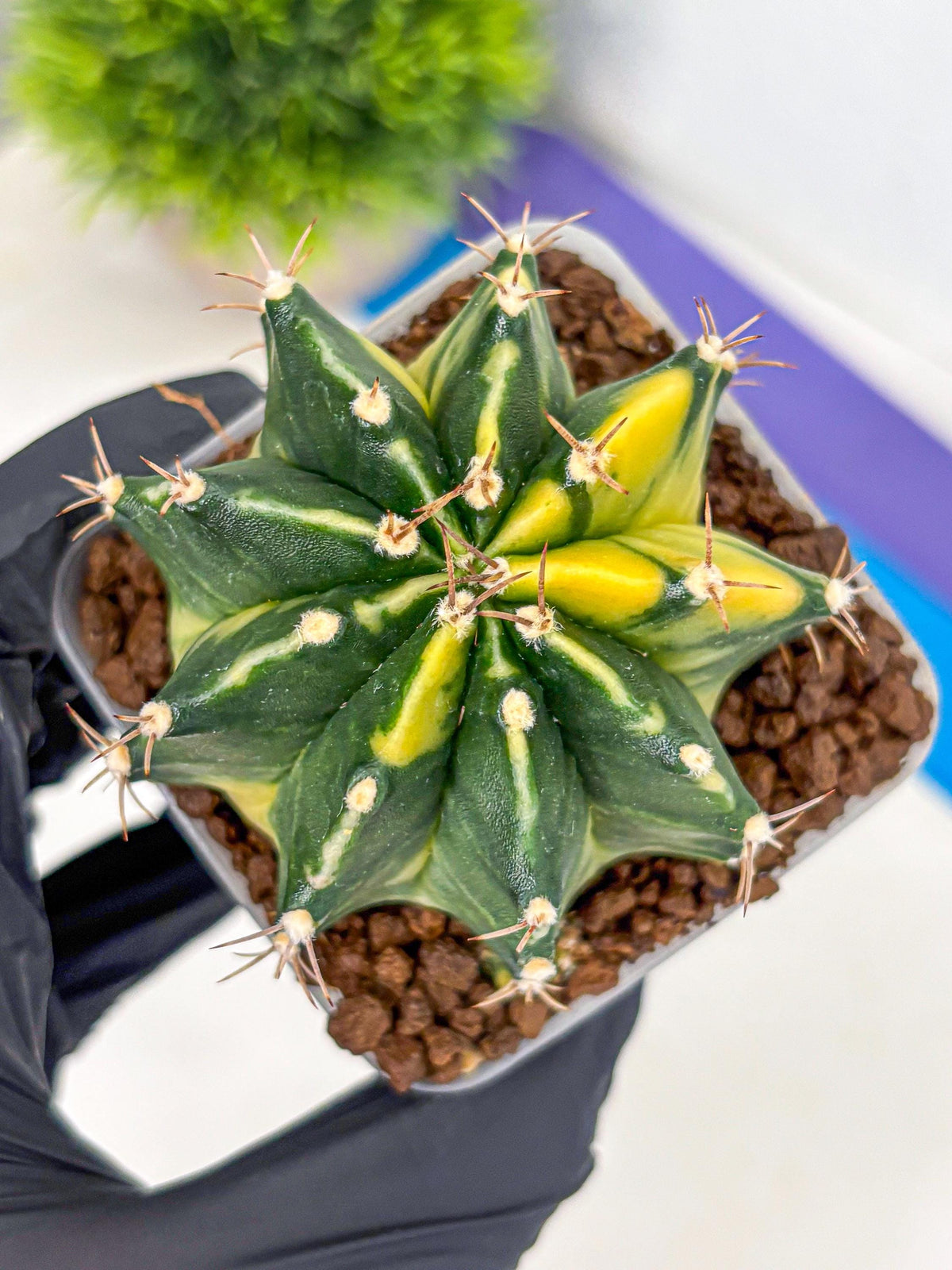 Gymnocalycium Shine (gy19) (16) | Rare Hybrid cactus