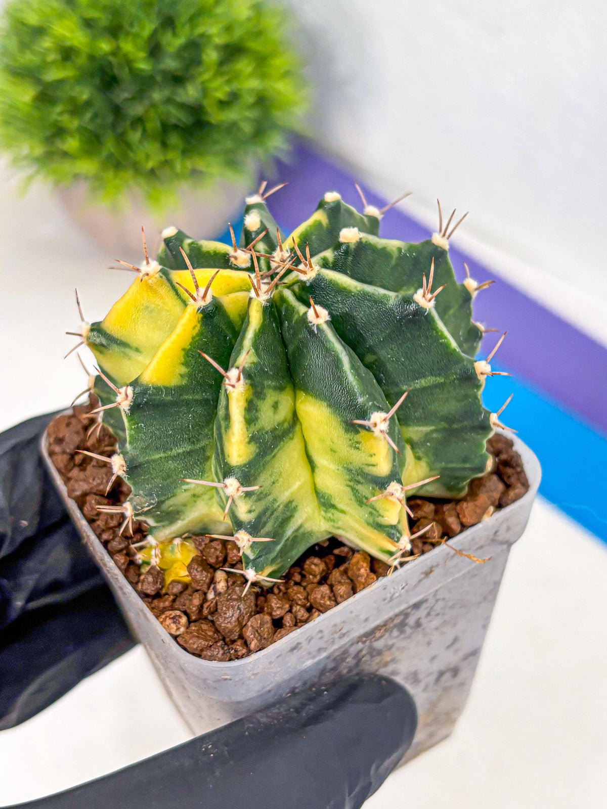 Gymnocalycium Shine (gy19) (16) | Rare Hybrid cactus
