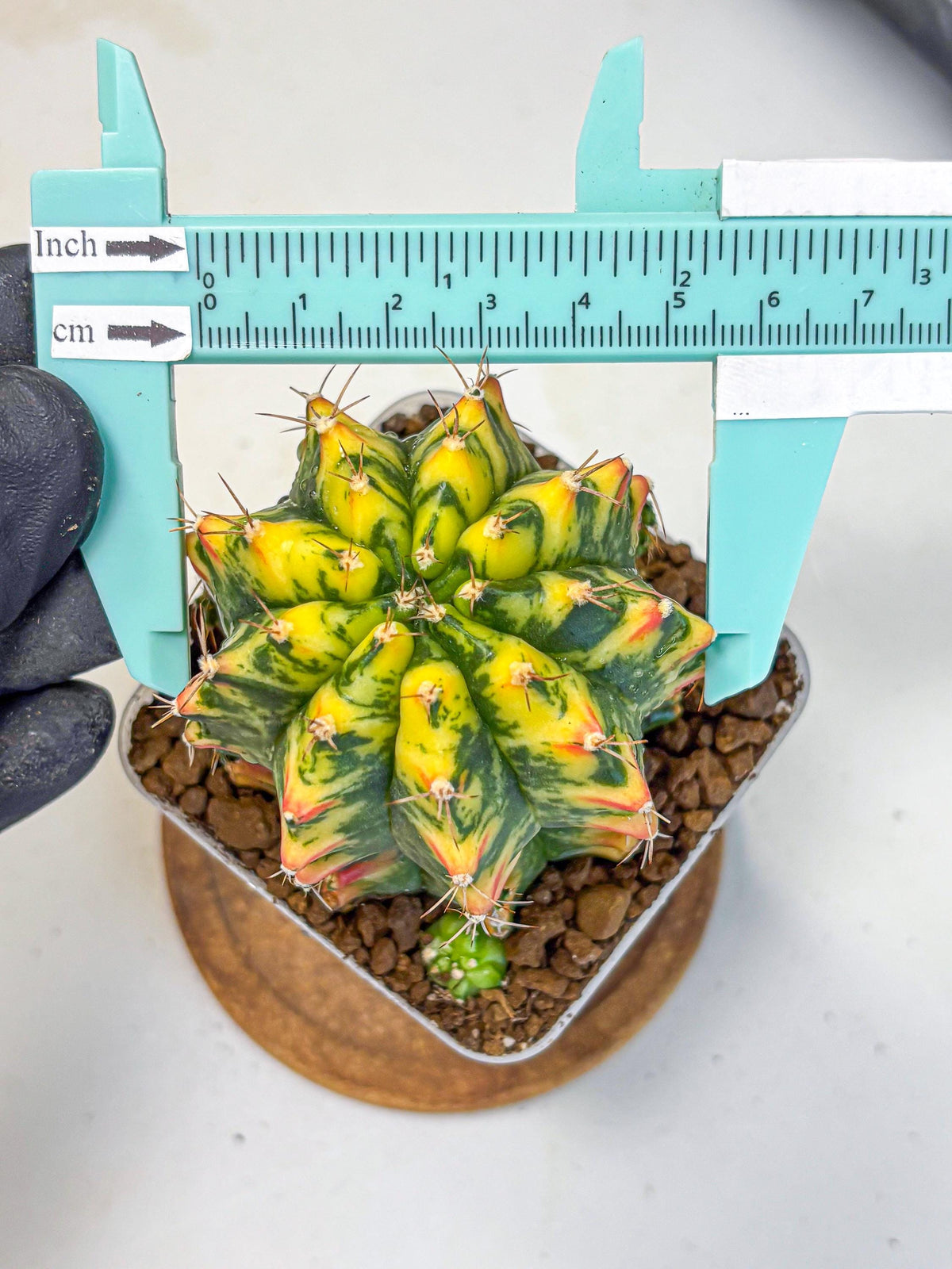 Gymnocalycium Oriane (g19) (18) | Rare Hybrid cactus