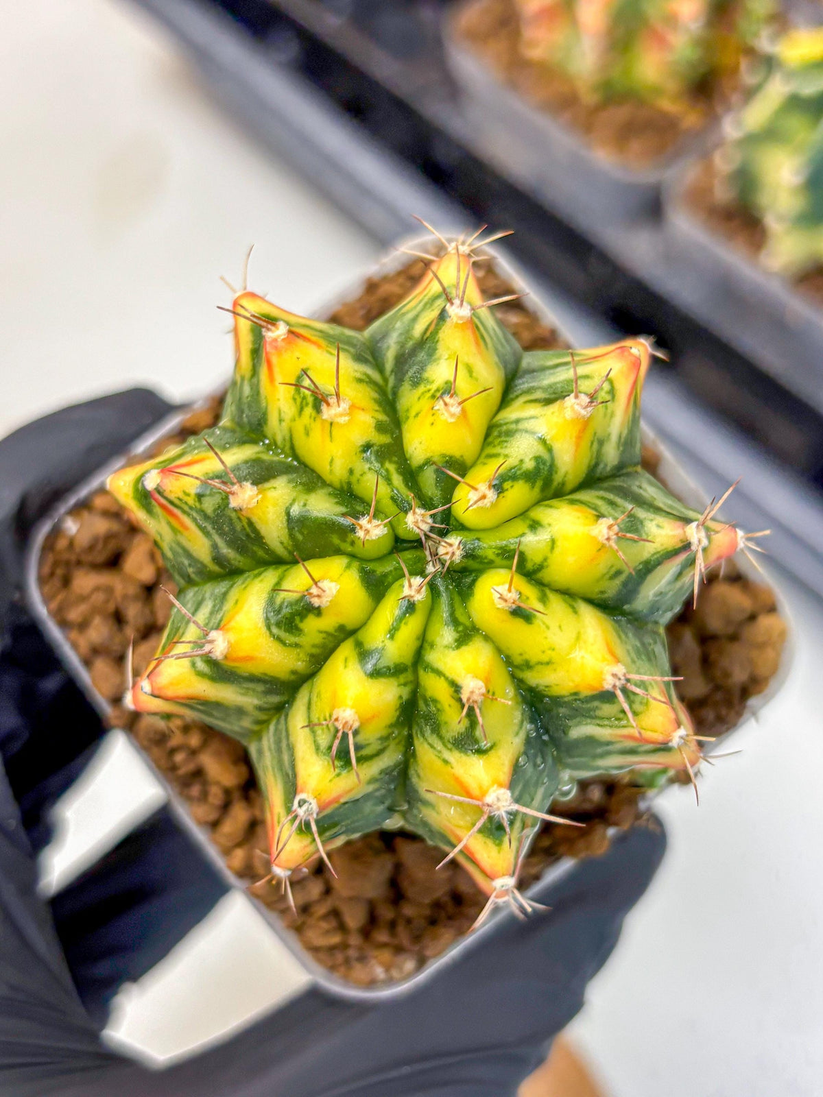 Gymnocalycium Oriane (g19) (18) | Rare Hybrid cactus