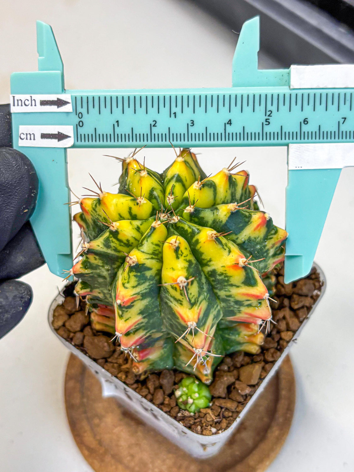 Gymnocalycium Oriane (g19) (18) | Rare Hybrid cactus