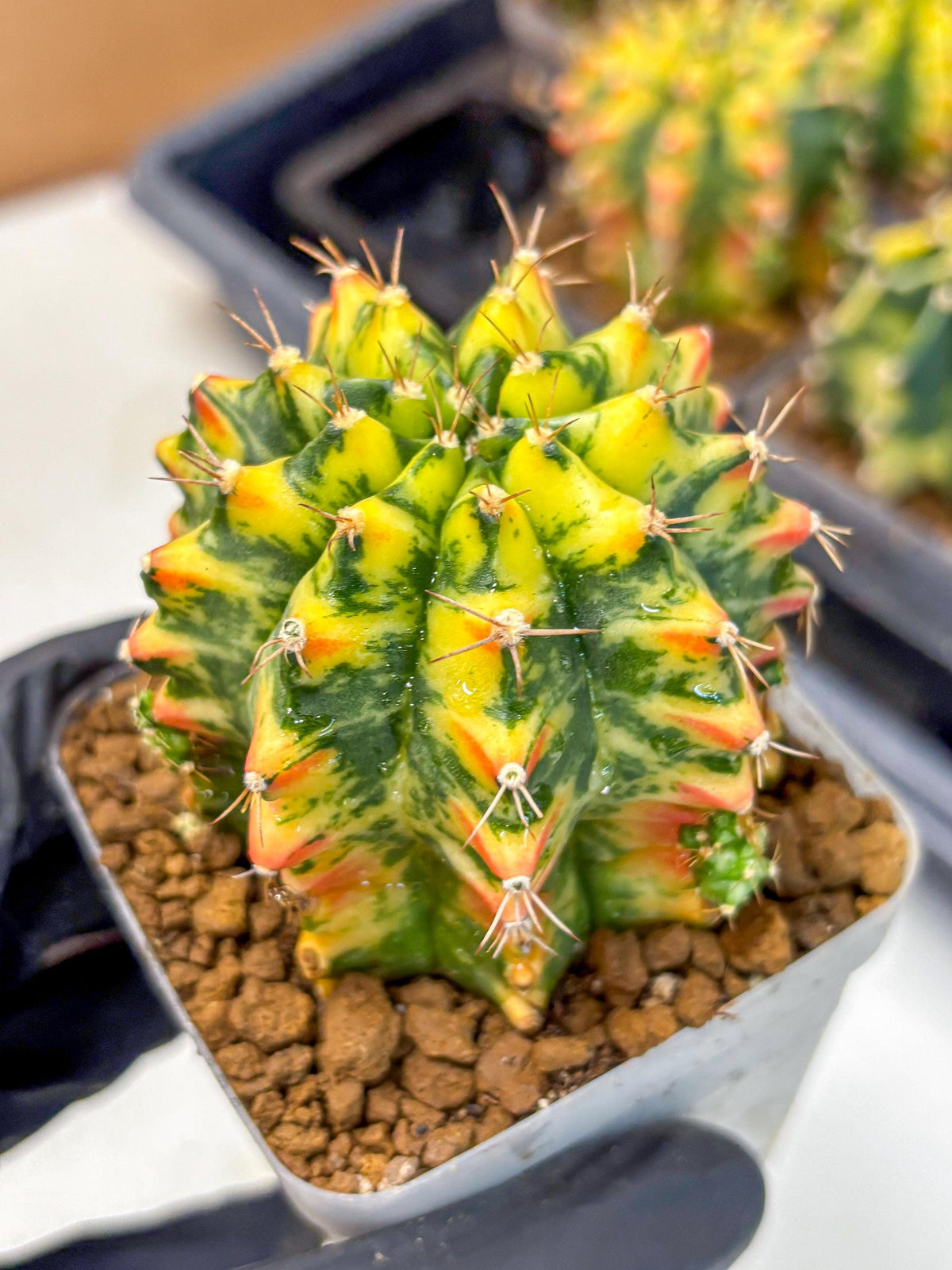Gymnocalycium Oriane (g19) (18) | Rare Hybrid cactus