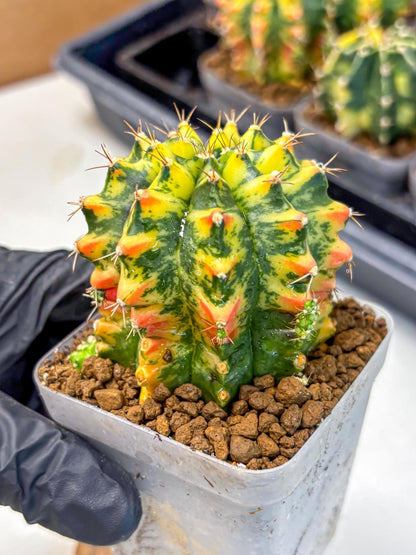 Gymnocalycium Oriane (g19) (18) | Rare Hybrid cactus
