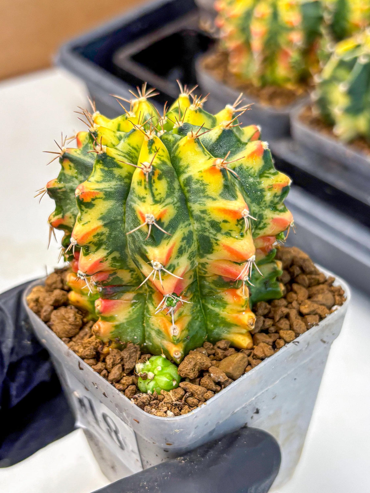 Gymnocalycium Oriane (g19) (18) | Rare Hybrid cactus