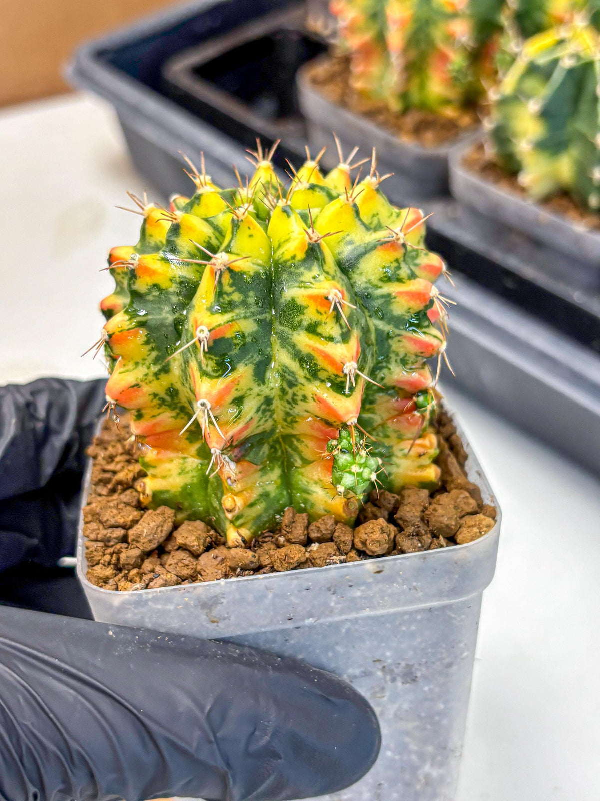 Gymnocalycium Oriane (g19) (18) | Rare Hybrid cactus