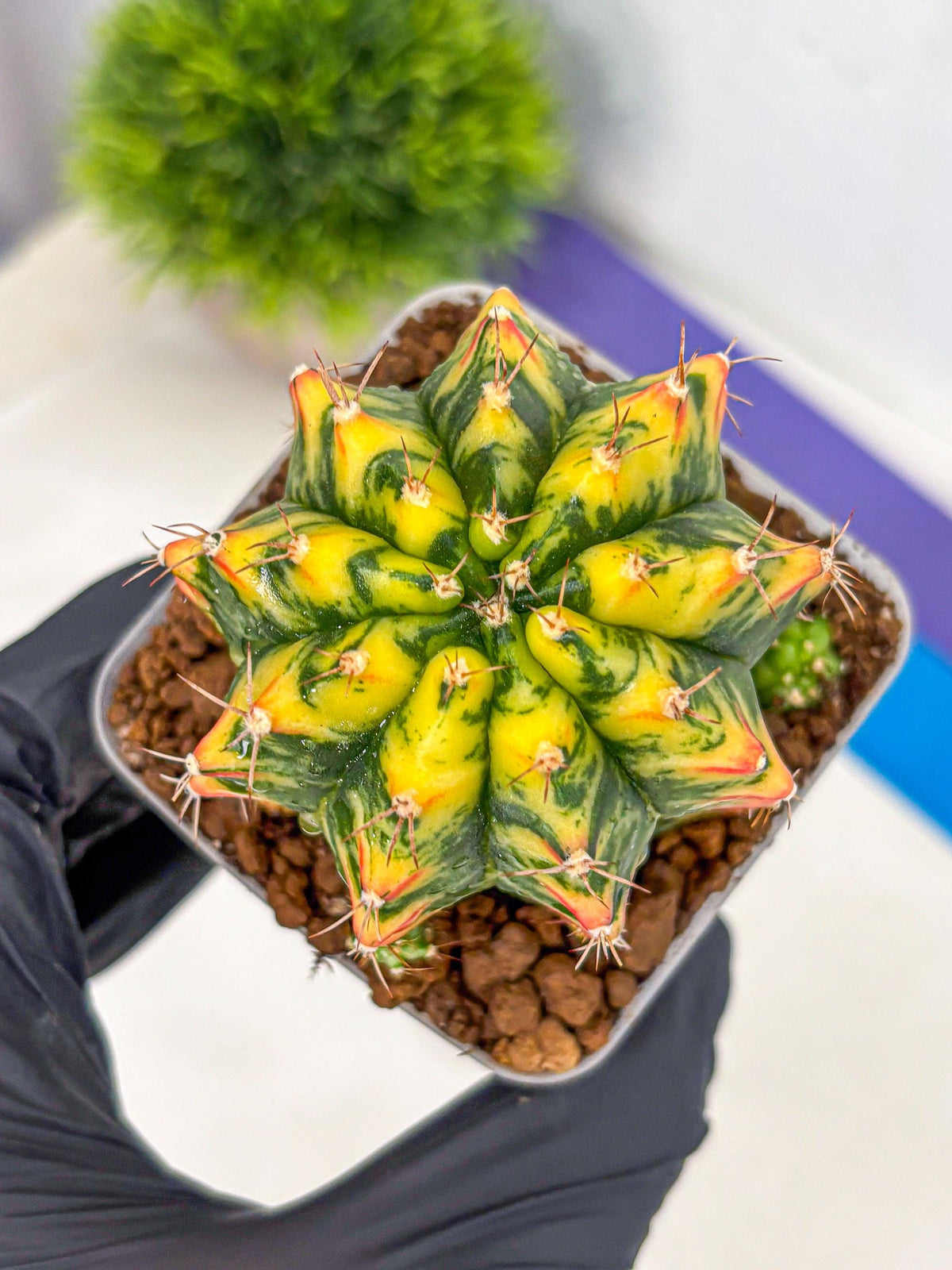 Gymnocalycium Oriane (g19) (18) | Rare Hybrid cactus
