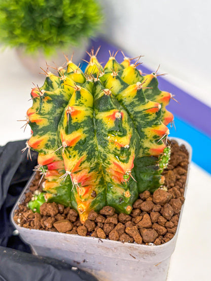 Gymnocalycium Oriane (g19) (18) | Rare Hybrid cactus