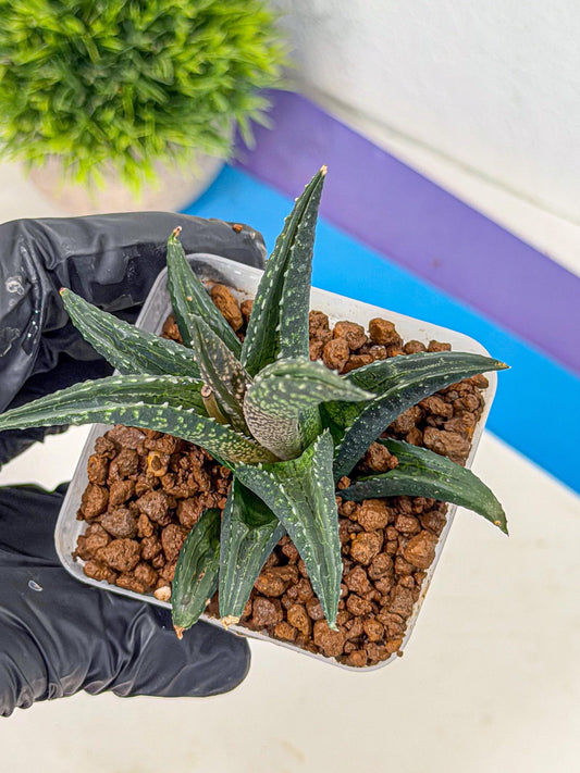 Haworthia Tessellata Fang (wa9) (14) | Rare Desert plant