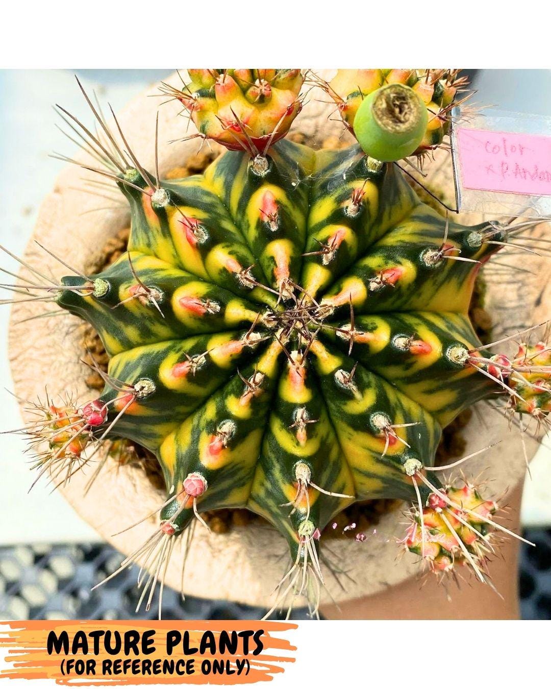Gymnocalycium Pearl Andaman (gy17) (1) | Collector’s Edition