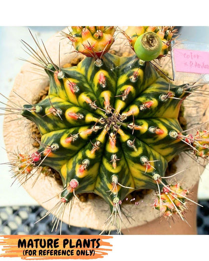 Gymnocalycium Pearl Andaman (gy17) (1) | Collector’s Edition
