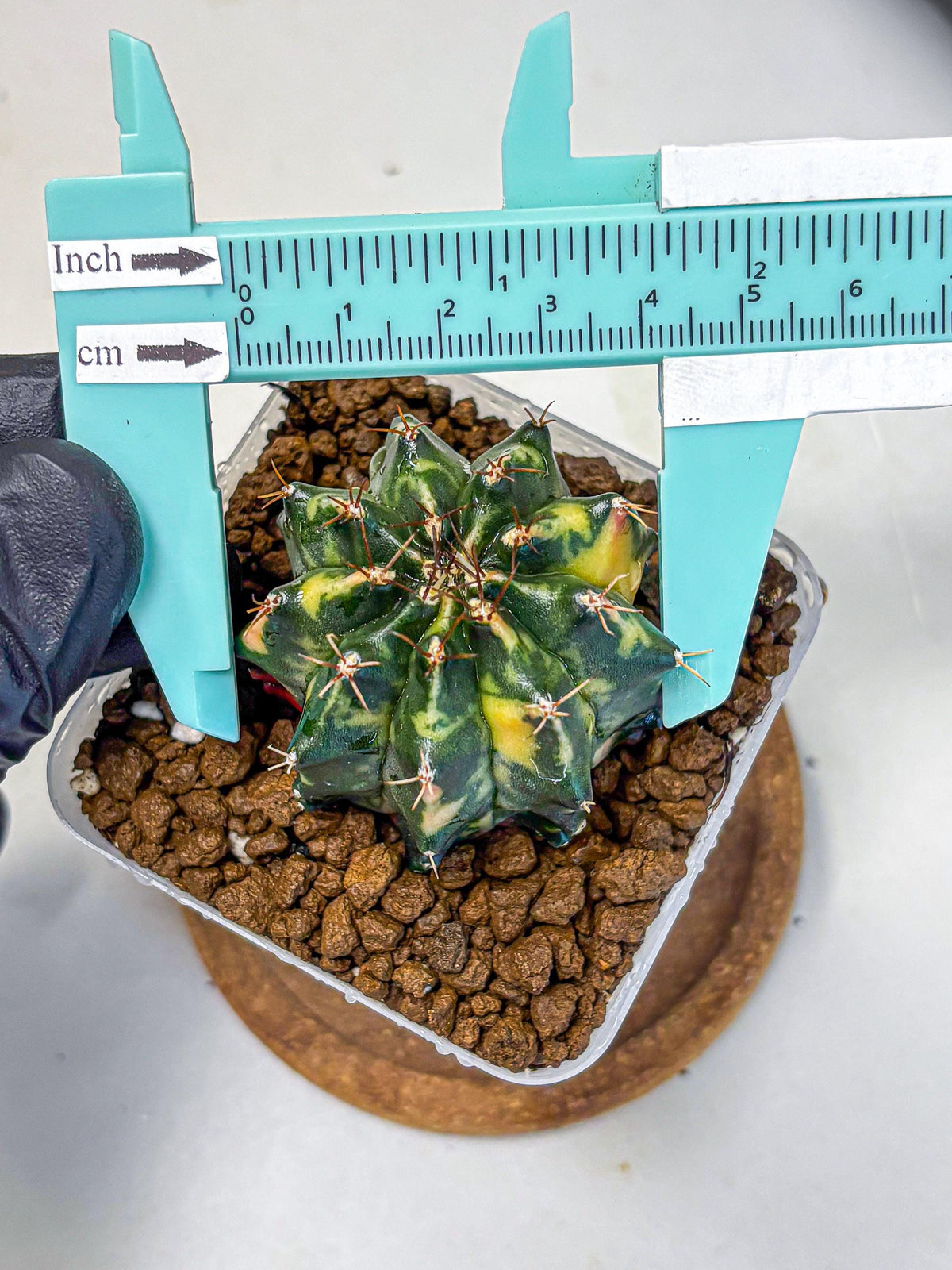 Gymnocalycium Pearl Andaman (gy17) (1) | Collector’s Edition