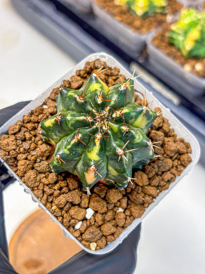 Gymnocalycium Pearl Andaman (gy17) (1) | Collector’s Edition