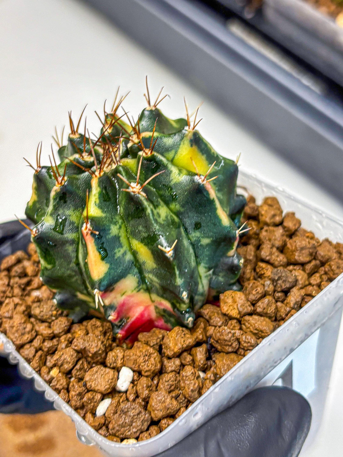 Gymnocalycium Pearl Andaman (gy17) (1) | Collector’s Edition