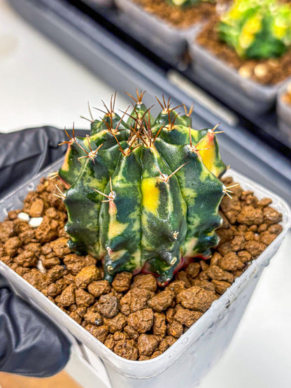 Gymnocalycium Pearl Andaman (gy17) (1) | Collector’s Edition