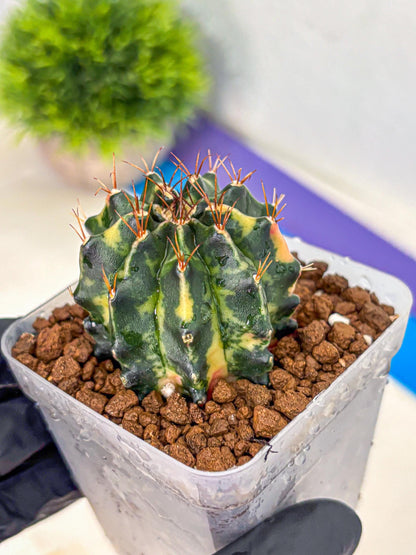 Gymnocalycium Pearl Andaman (gy17) (1) | Collector’s Edition