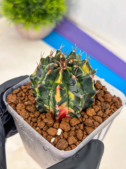 Gymnocalycium Pearl Andaman (gy17) (1) | Collector’s Edition
