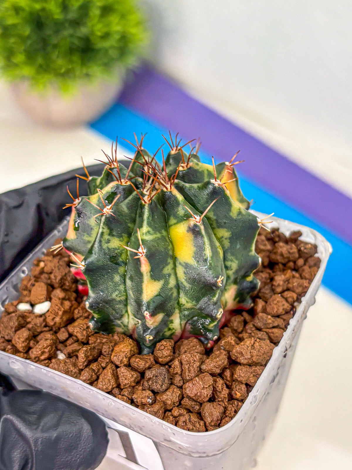 Gymnocalycium Pearl Andaman (gy17) (1) | Collector’s Edition