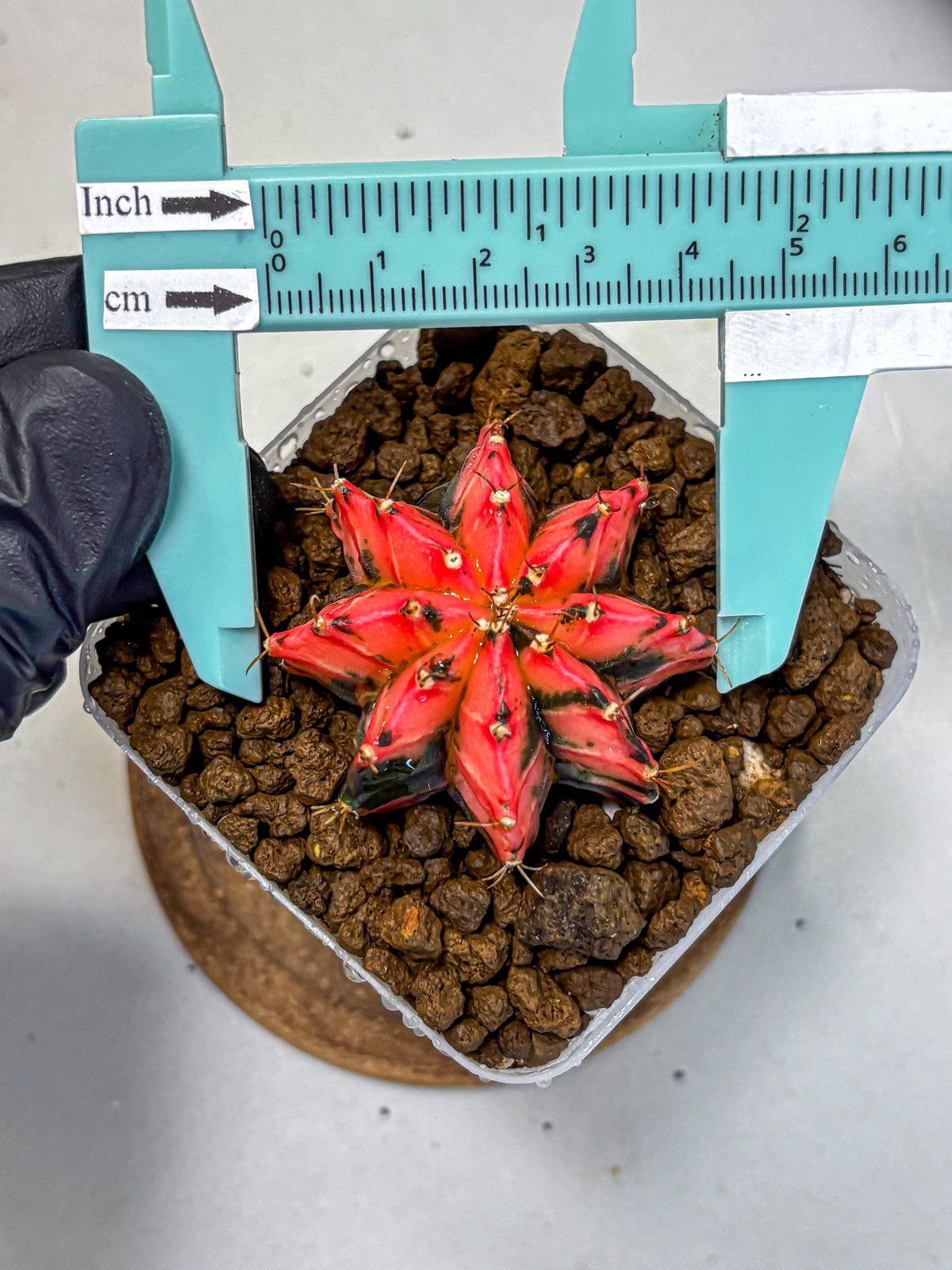 Gymnocalycium Mexican Cherry (gy17) (2) | Special Hybrid cactus