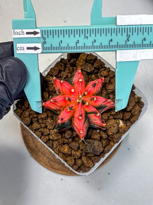 Gymnocalycium Mexican Cherry (gy17) (2) | Special Hybrid cactus