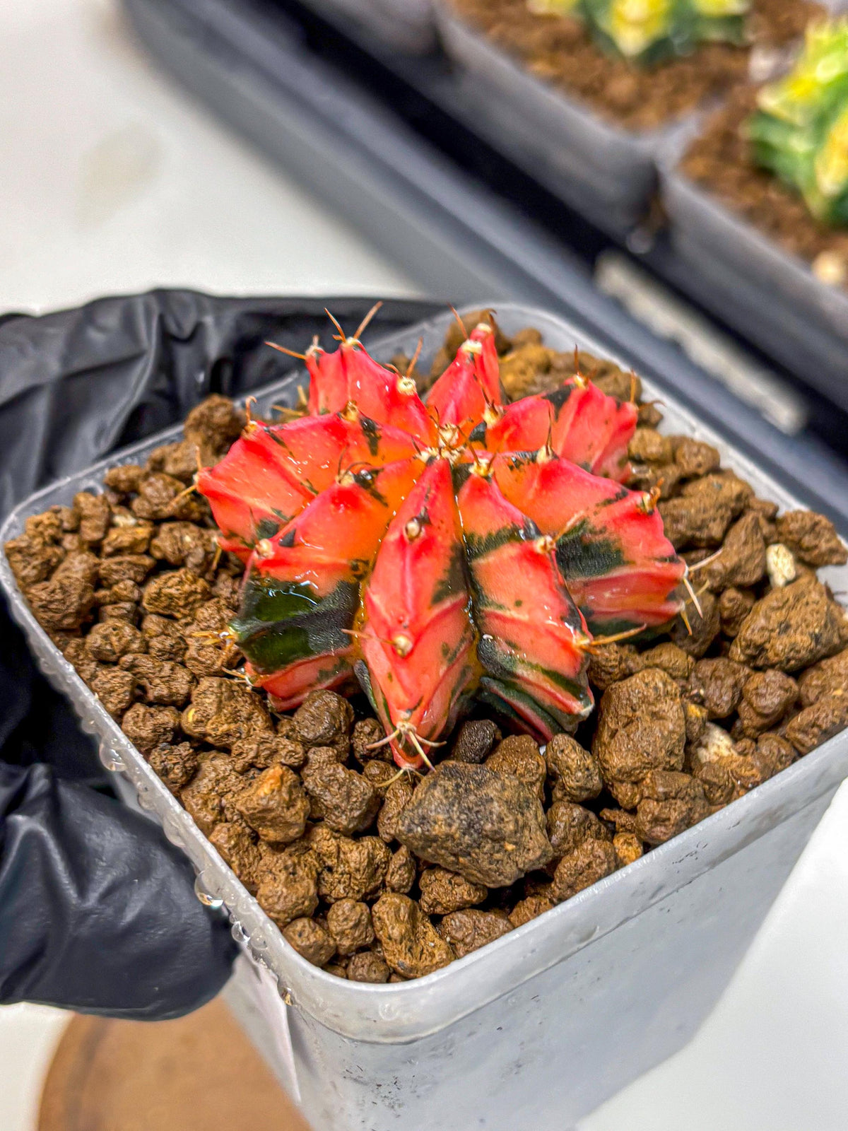 Gymnocalycium Mexican Cherry (gy17) (2) | Special Hybrid cactus