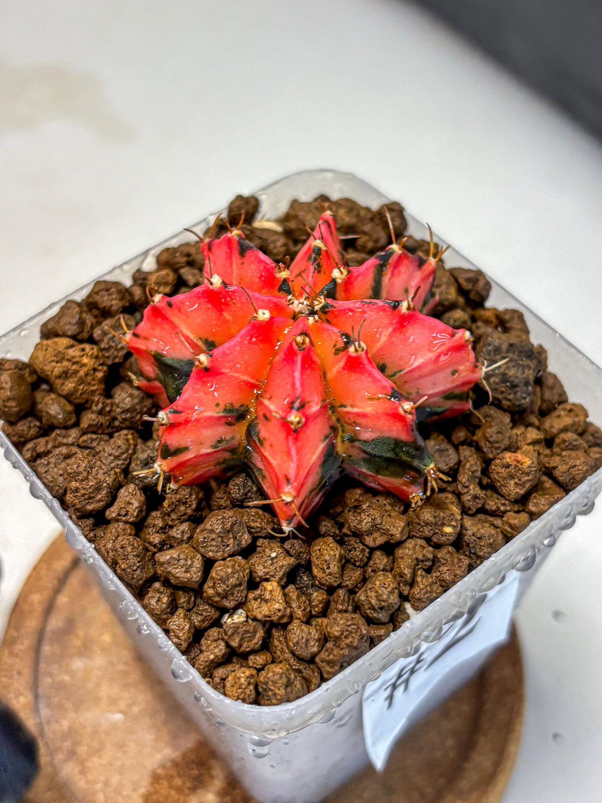 Gymnocalycium Mexican Cherry (gy17) (2) | Special Hybrid cactus