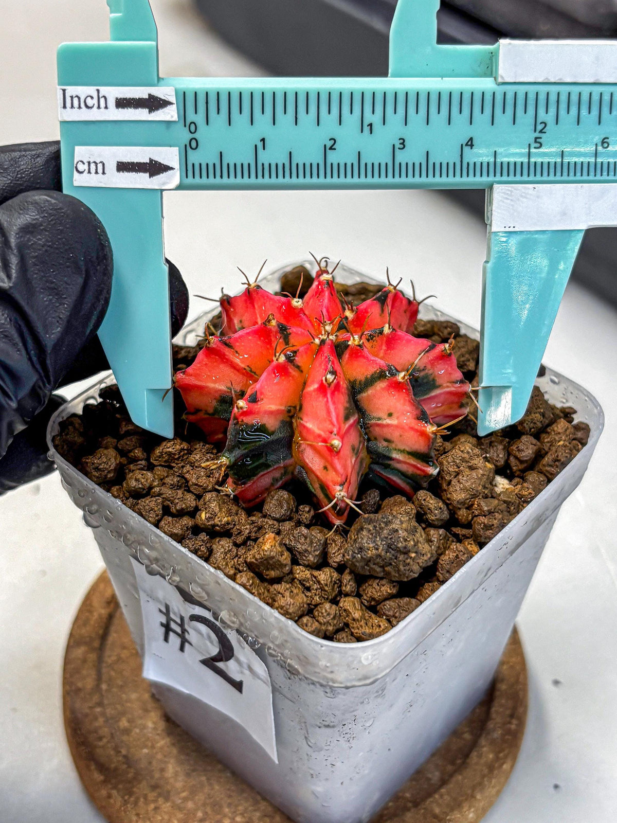 Gymnocalycium Mexican Cherry (gy17) (2) | Special Hybrid cactus