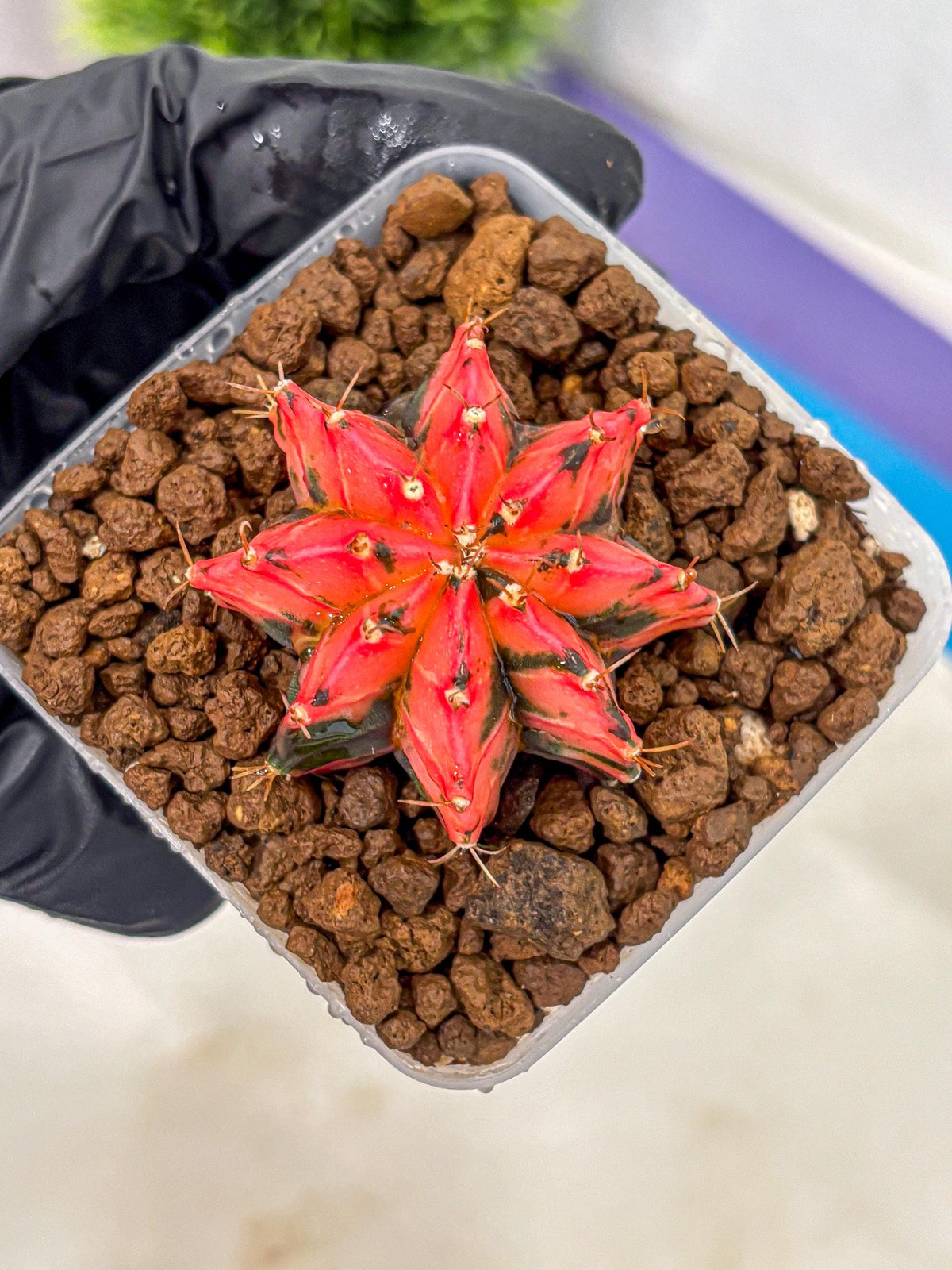 Gymnocalycium Mexican Cherry (gy17) (2) | Special Hybrid cactus