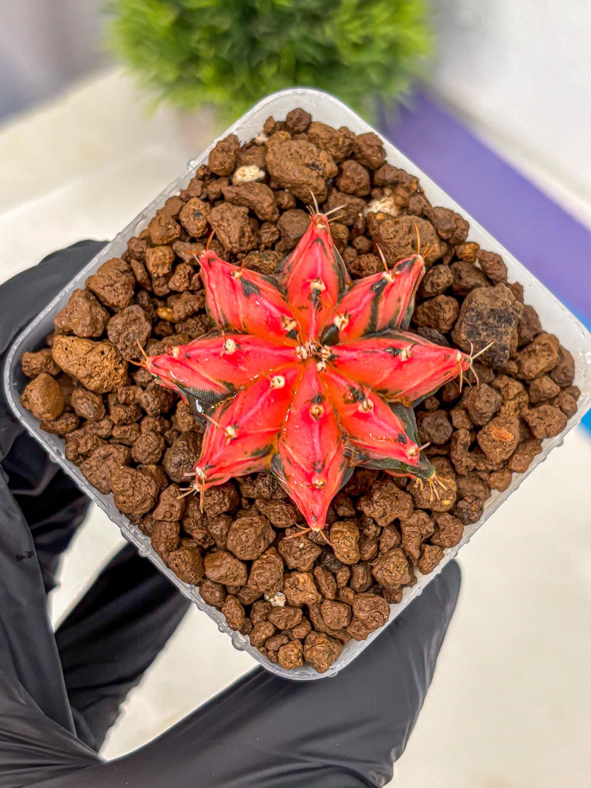 Gymnocalycium Mexican Cherry (gy17) (2) | Special Hybrid cactus