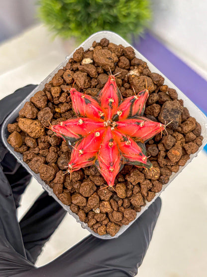 Gymnocalycium Mexican Cherry (gy17) (2) | Special Hybrid cactus