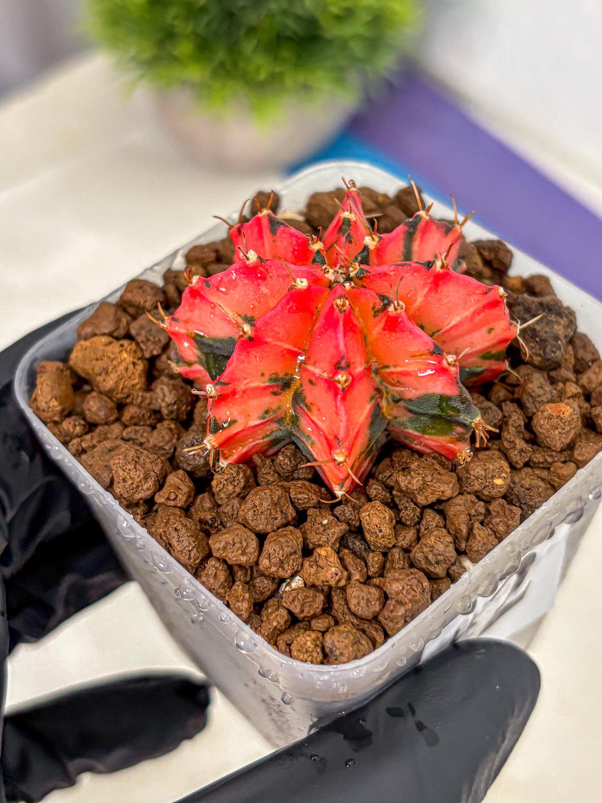 Gymnocalycium Mexican Cherry (gy17) (2) | Special Hybrid cactus