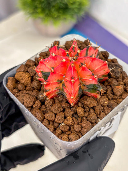 Gymnocalycium Mexican Cherry (gy17) (2) | Special Hybrid cactus