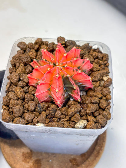 Gymnocalycium Mexican Cherry (gy17) (3) | Special Hybrid cactus
