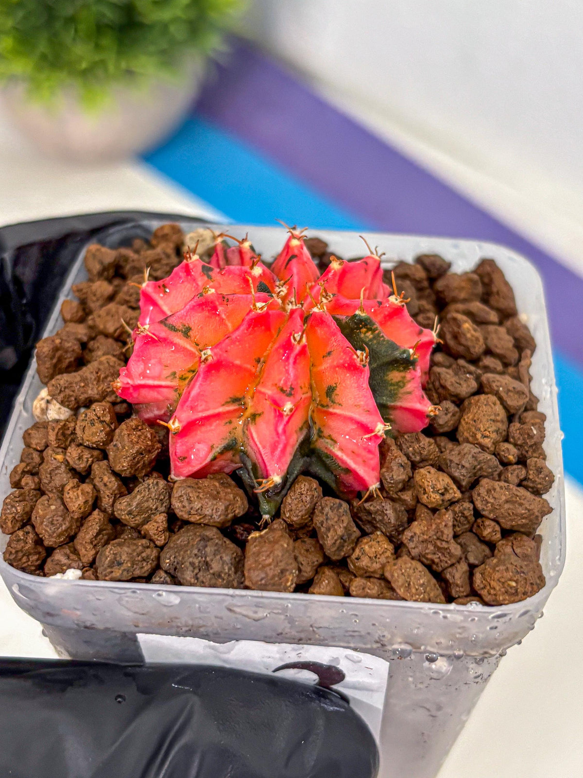 Gymnocalycium Mexican Cherry (gy17) (3) | Special Hybrid cactus