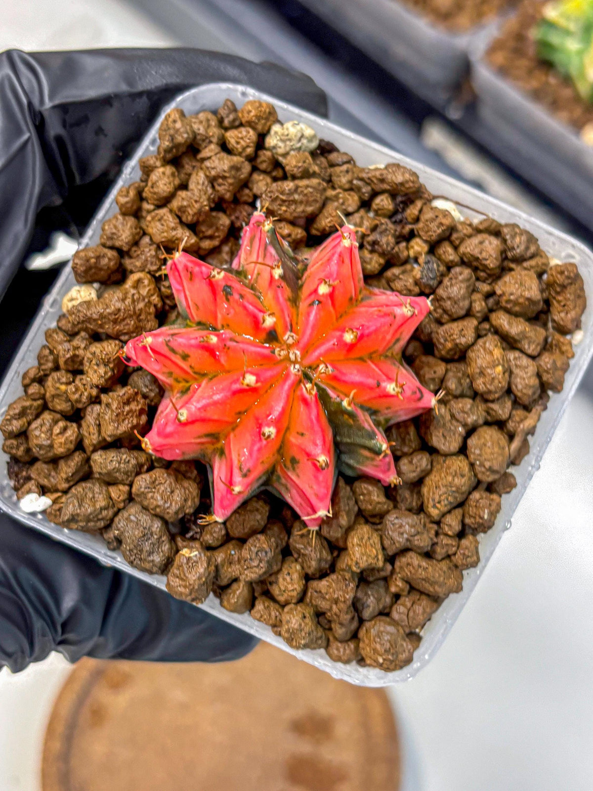 Gymnocalycium Mexican Cherry (gy17) (3) | Special Hybrid cactus