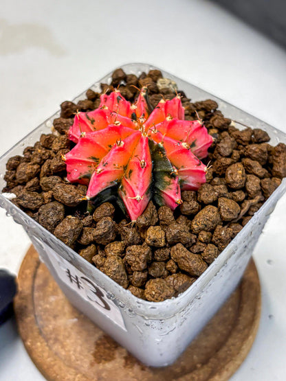 Gymnocalycium Mexican Cherry (gy17) (3) | Special Hybrid cactus