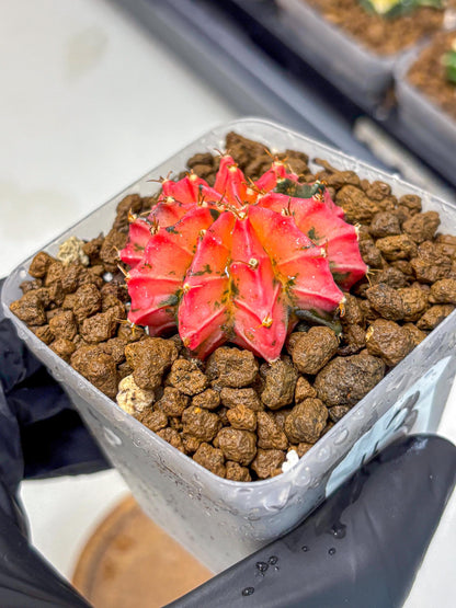 Gymnocalycium Mexican Cherry (gy17) (3) | Special Hybrid cactus
