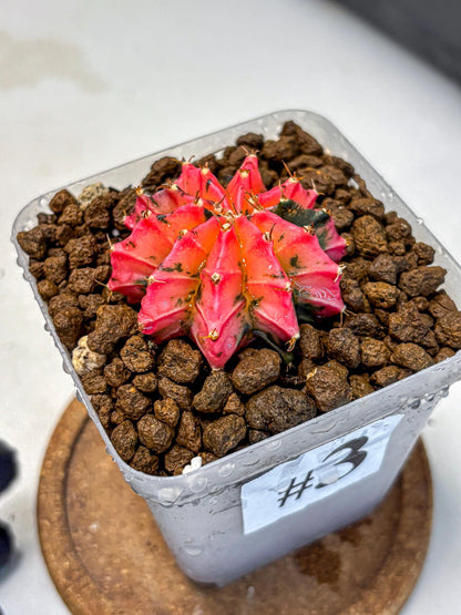 Gymnocalycium Mexican Cherry (gy17) (3) | Special Hybrid cactus