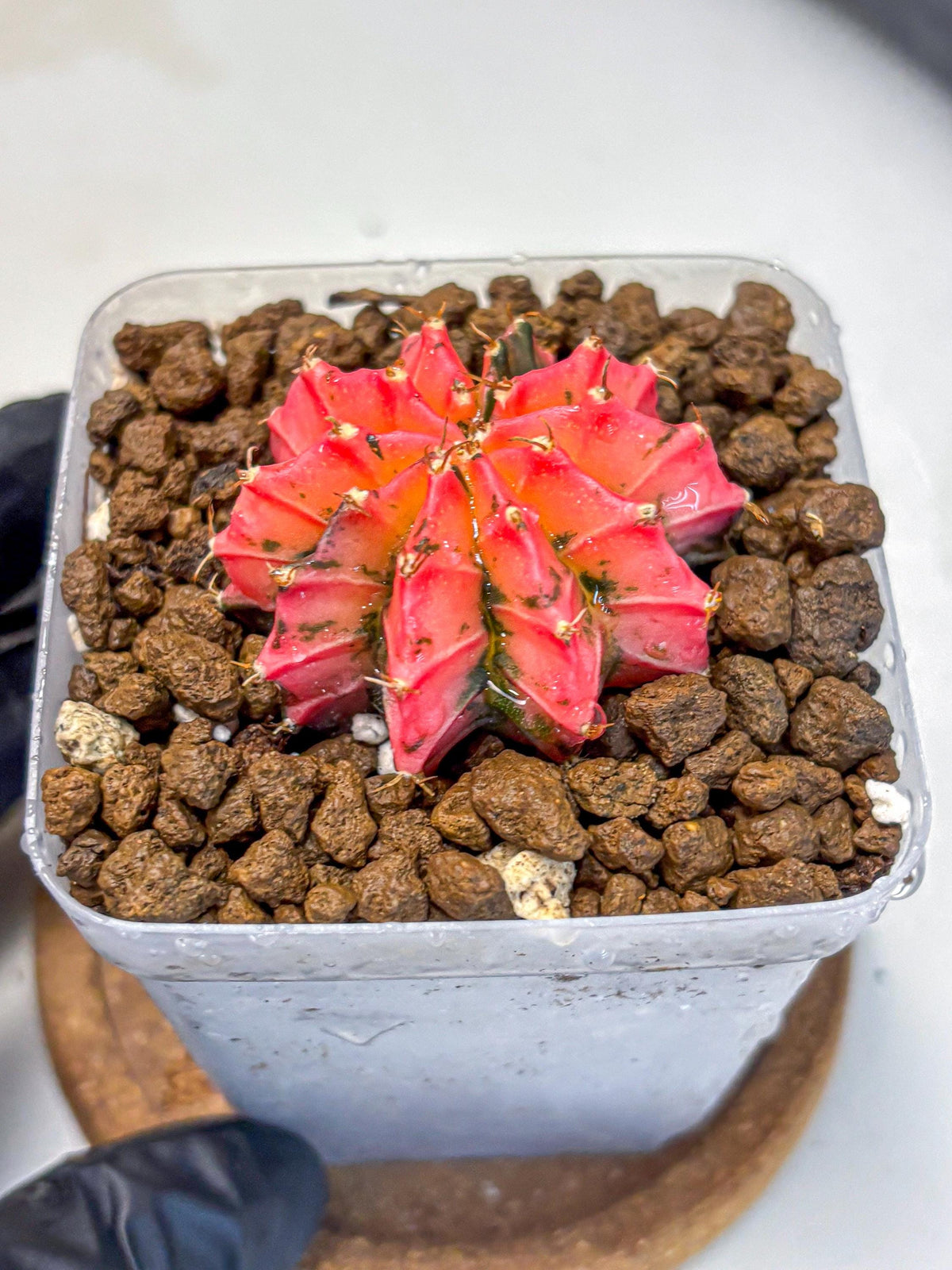 Gymnocalycium Mexican Cherry (gy17) (3) | Special Hybrid cactus