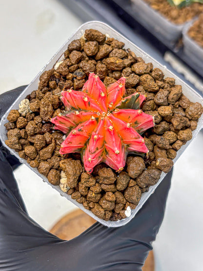 Gymnocalycium Mexican Cherry (gy17) (3) | Special Hybrid cactus