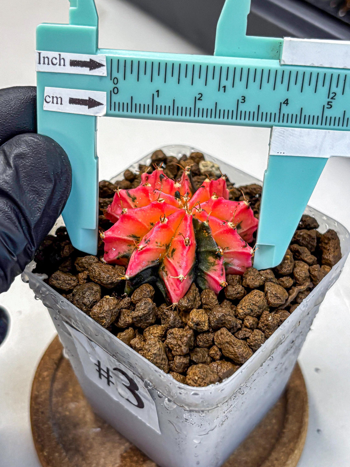 Gymnocalycium Mexican Cherry (gy17) (3) | Special Hybrid cactus