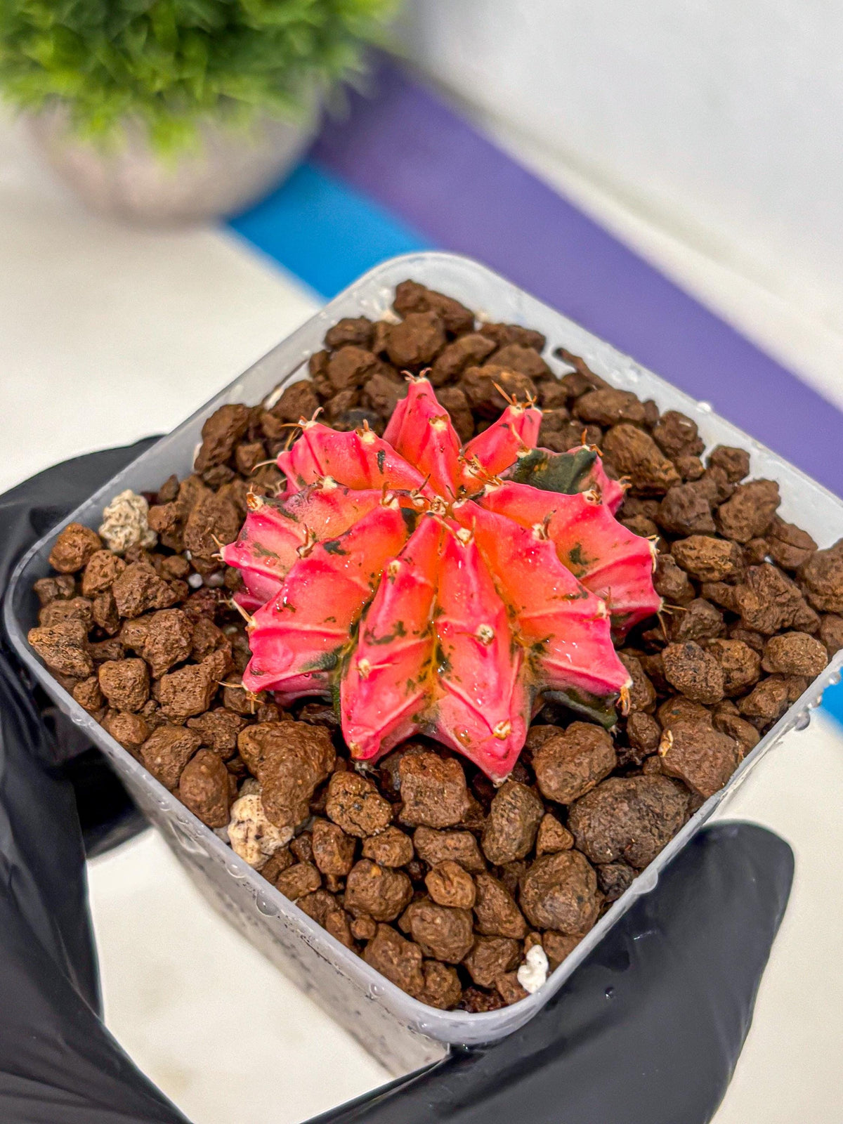 Gymnocalycium Mexican Cherry (gy17) (3) | Special Hybrid cactus