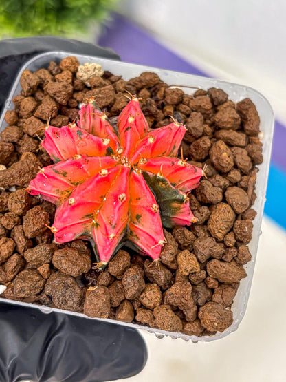 Gymnocalycium Mexican Cherry (gy17) (3) | Special Hybrid cactus