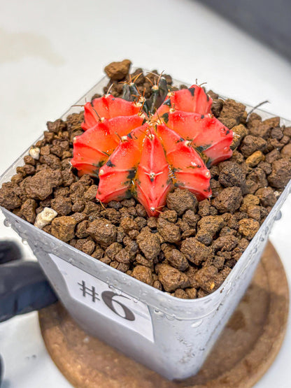 Gymnocalycium Mexican Cherry (gy17) (6) | Special Hybrid cactus