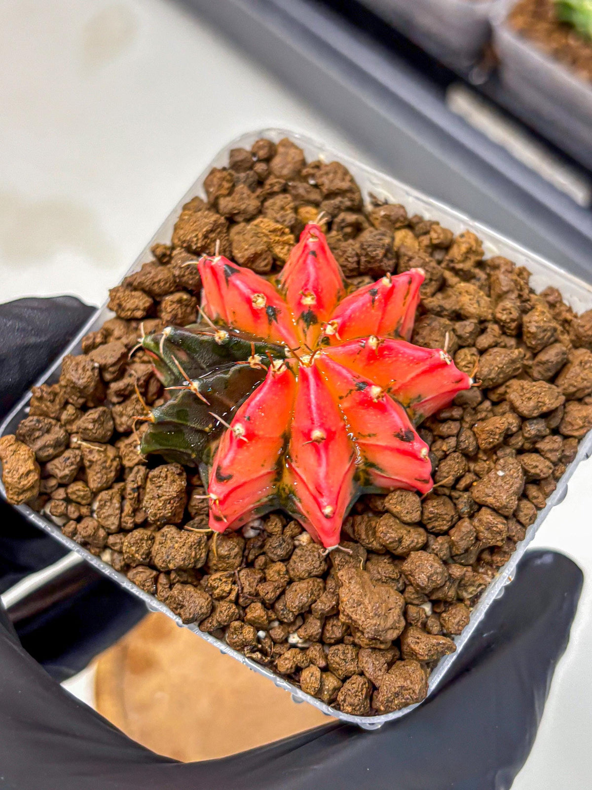 Gymnocalycium Mexican Cherry (gy17) (6) | Special Hybrid cactus