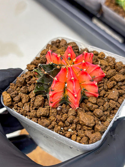 Gymnocalycium Mexican Cherry (gy17) (6) | Special Hybrid cactus