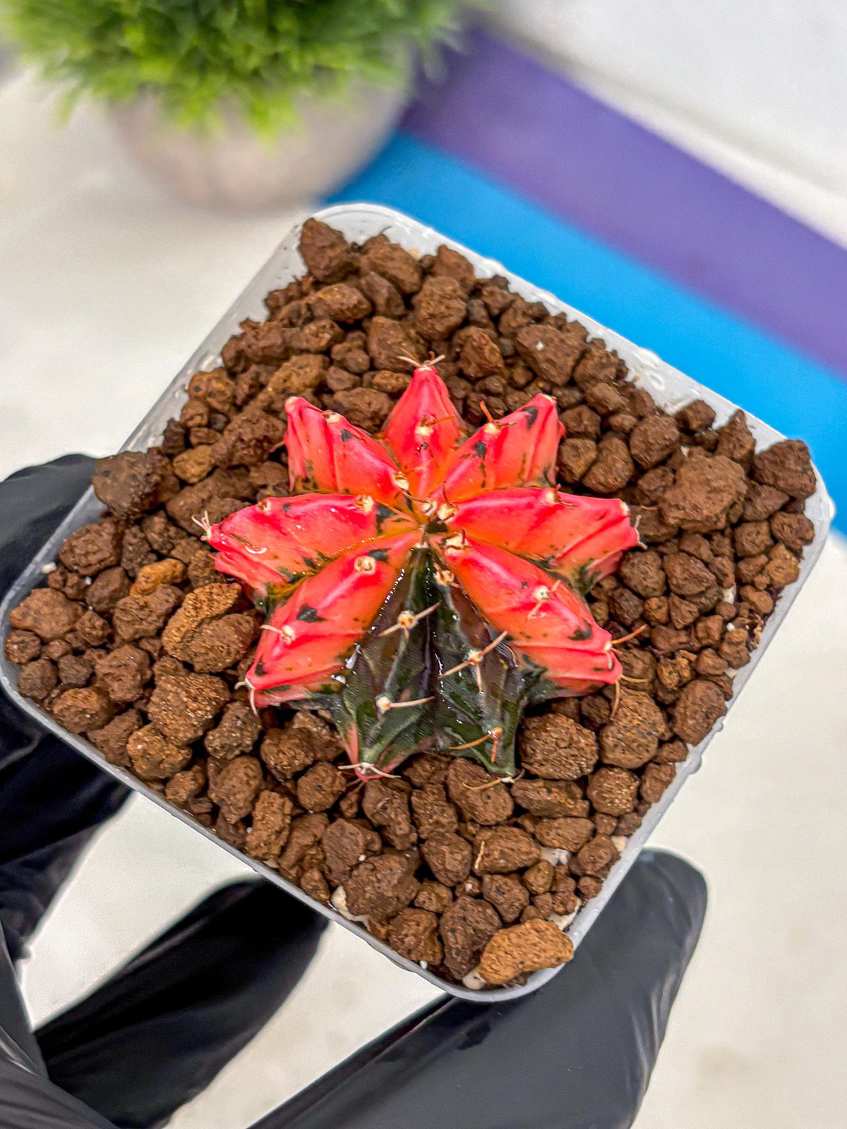 Gymnocalycium Mexican Cherry (gy17) (6) | Special Hybrid cactus