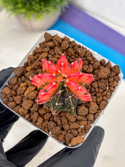 Gymnocalycium Mexican Cherry (gy17) (6) | Special Hybrid cactus