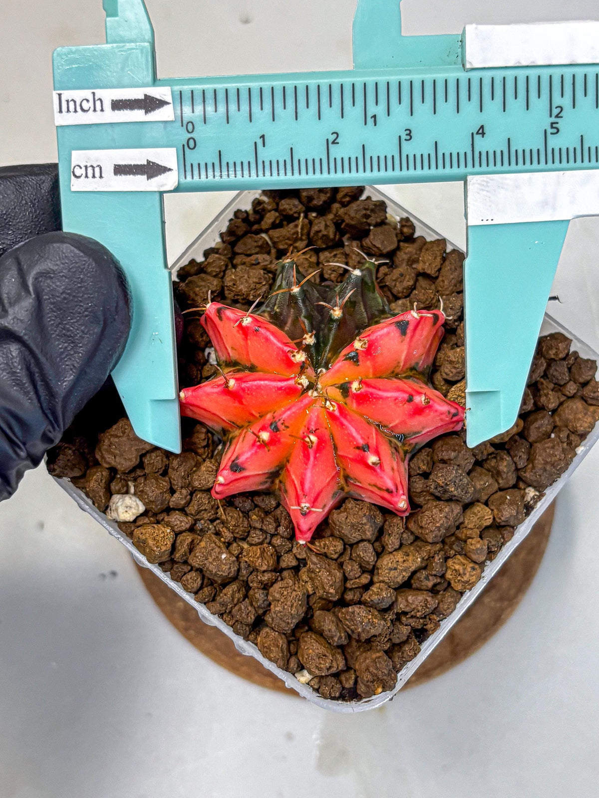 Gymnocalycium Mexican Cherry (gy17) (6) | Special Hybrid cactus